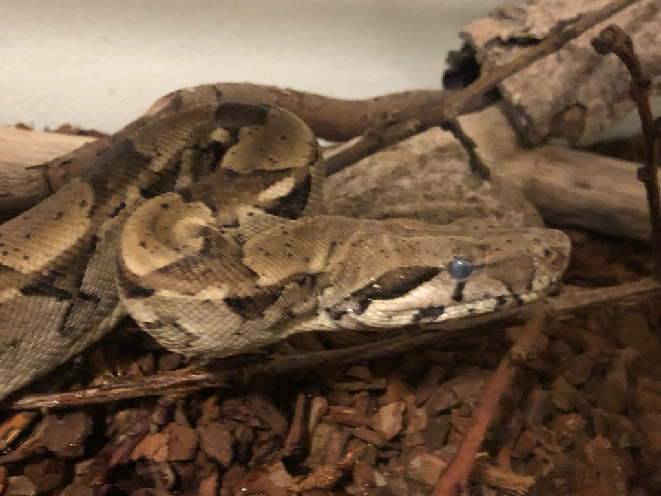 Slange, Boa constrictor