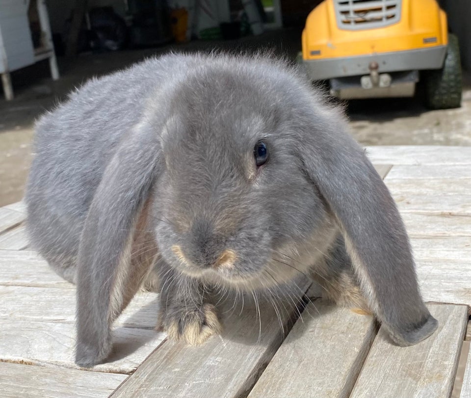 Kanin FRANSK VÆDDER HUN BLÅ OTTER