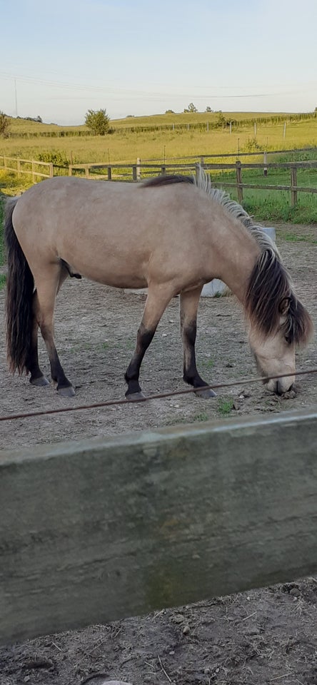 Islænder vallak 2 år