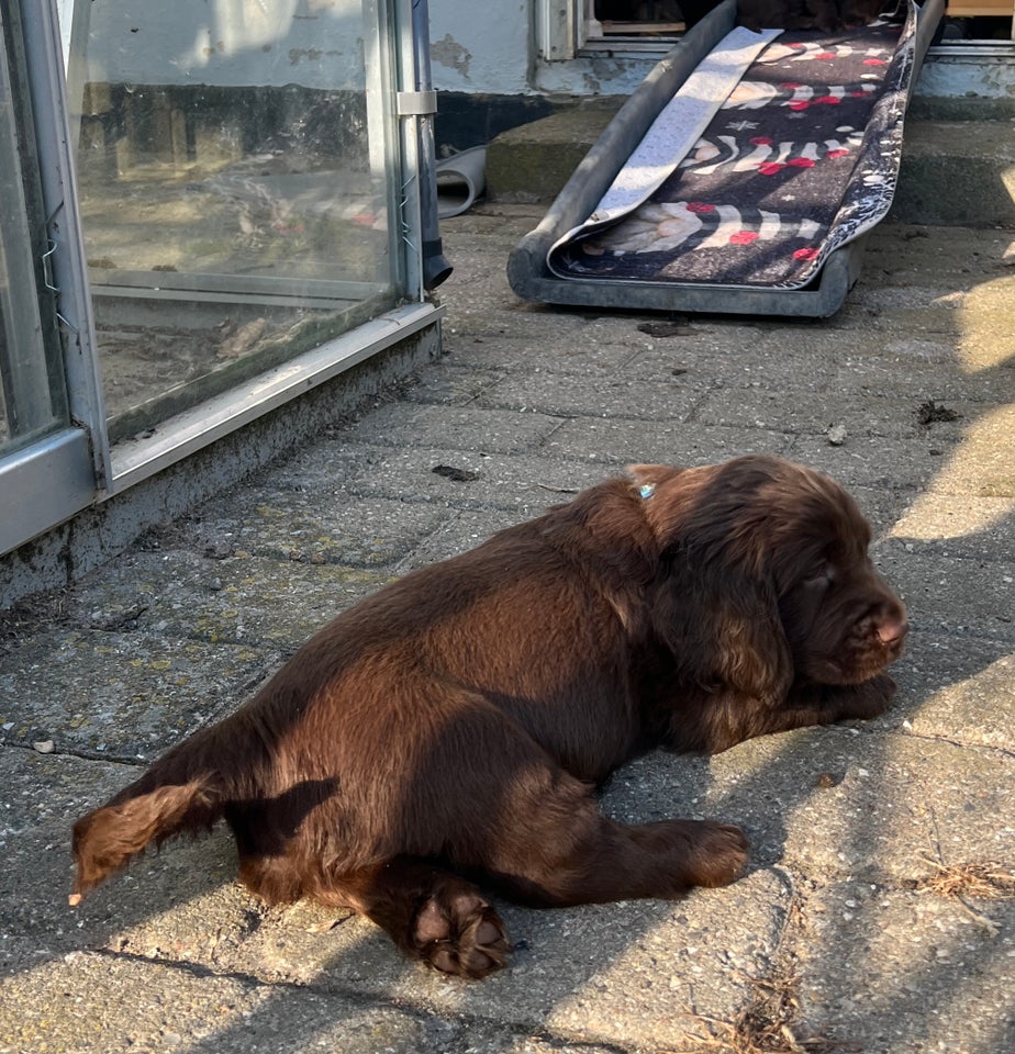 Sussex Spaniel