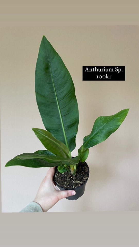 Stueplanter Anthurium