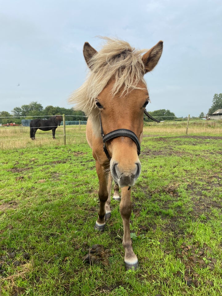 Islænder, vallak, 1 år