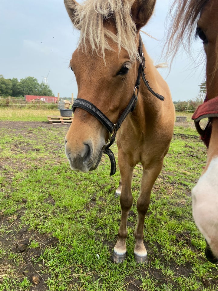 Islænder, vallak, 1 år