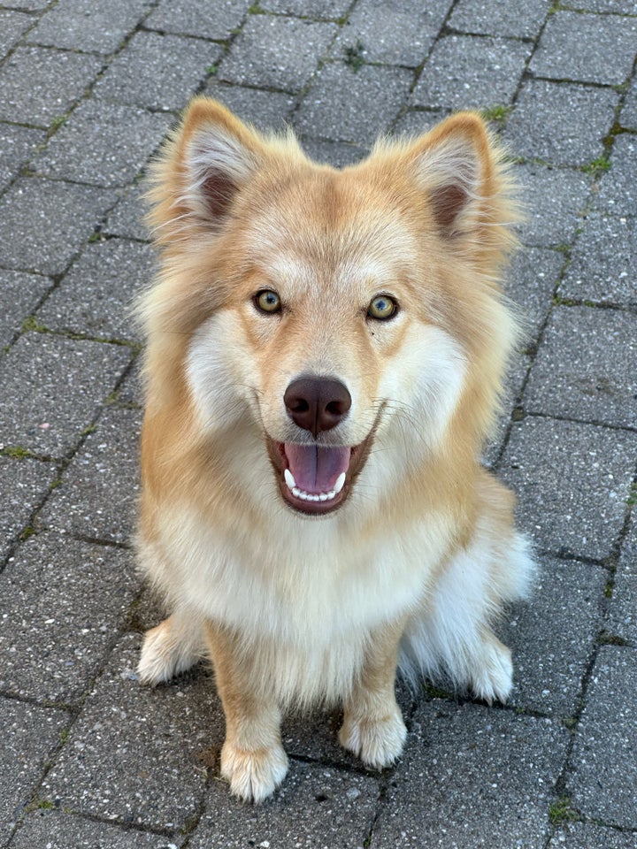 Finsk Lapphund, hund, 12 mdr.