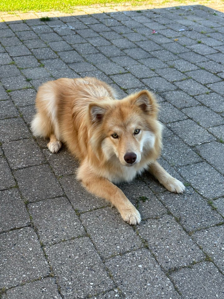 Finsk Lapphund, hund, 12 mdr.