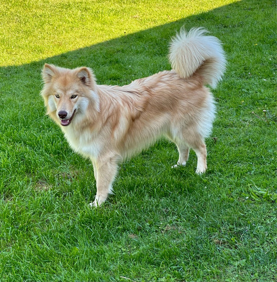 Finsk Lapphund, hund, 12 mdr.