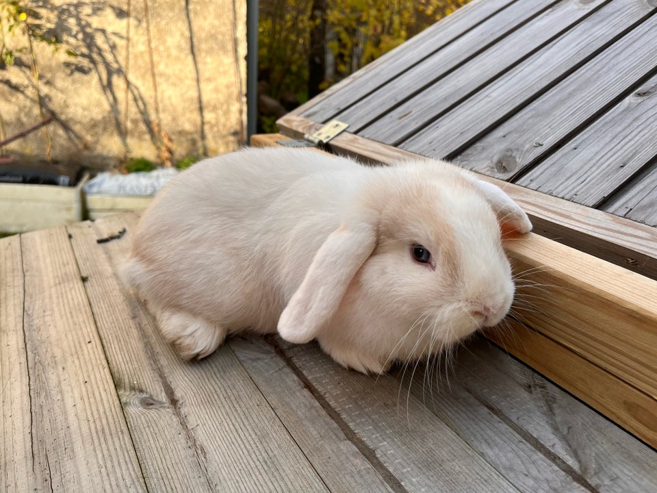 Kanin, Mini lop, 0 år