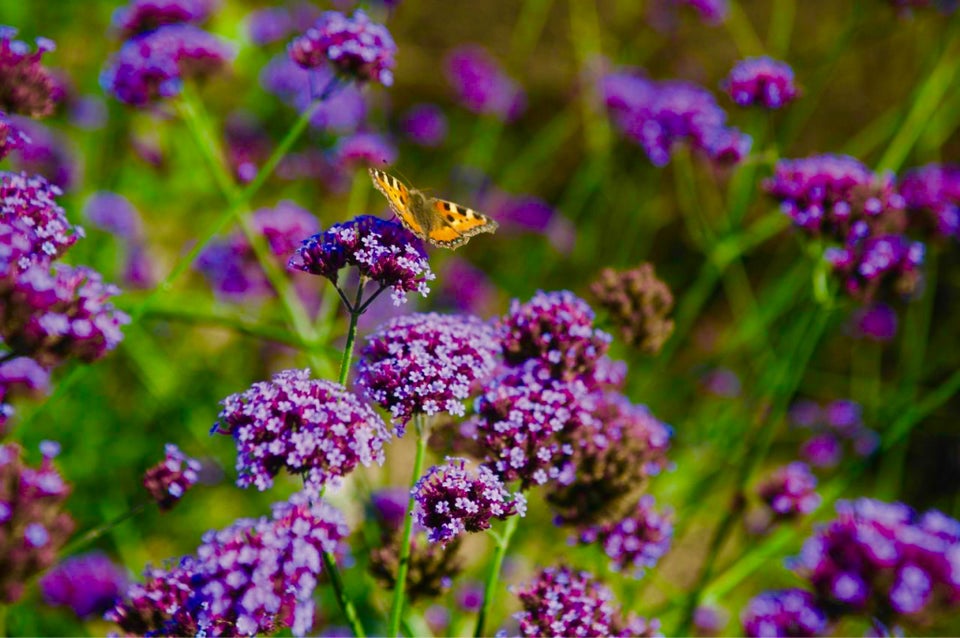 Verbena, kæmpe- lilla - 20frø