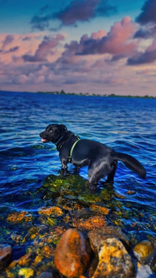 Siberian husky, labrador,