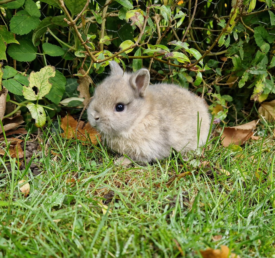 Kanin, Hermelin, 0 år