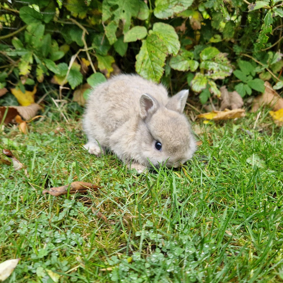 Kanin, Hermelin, 0 år