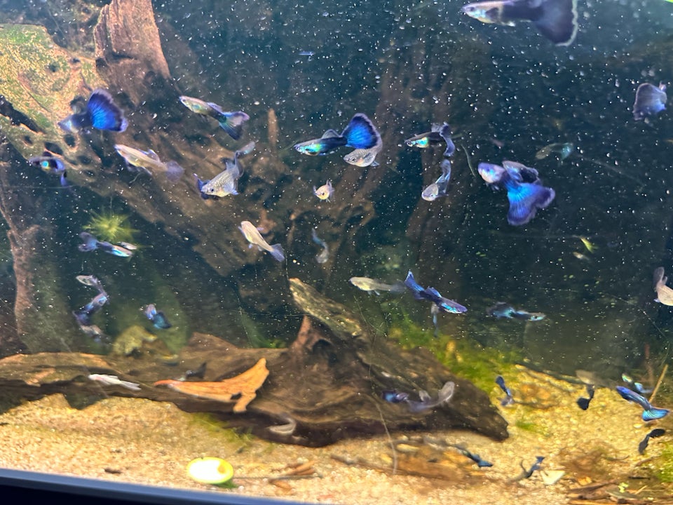 Blue Moscow Guppy