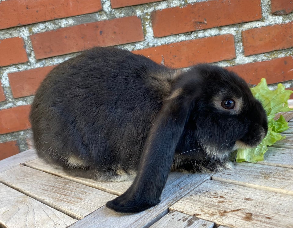 Kanin, FRANSK VÆDDER HUN SORT