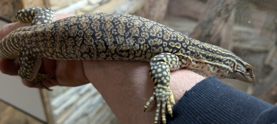 Øgle, Varanus gouldii flavirufus