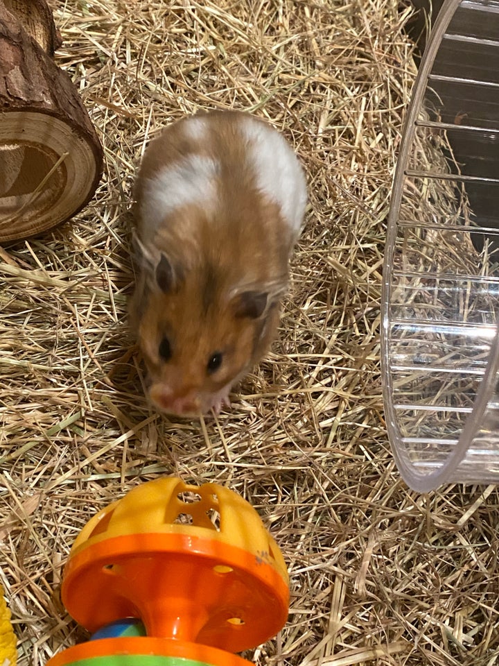 Hamster, Guldhamster , 0 år