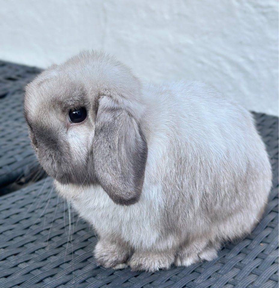 Kanin, Mini Lop, 0 år