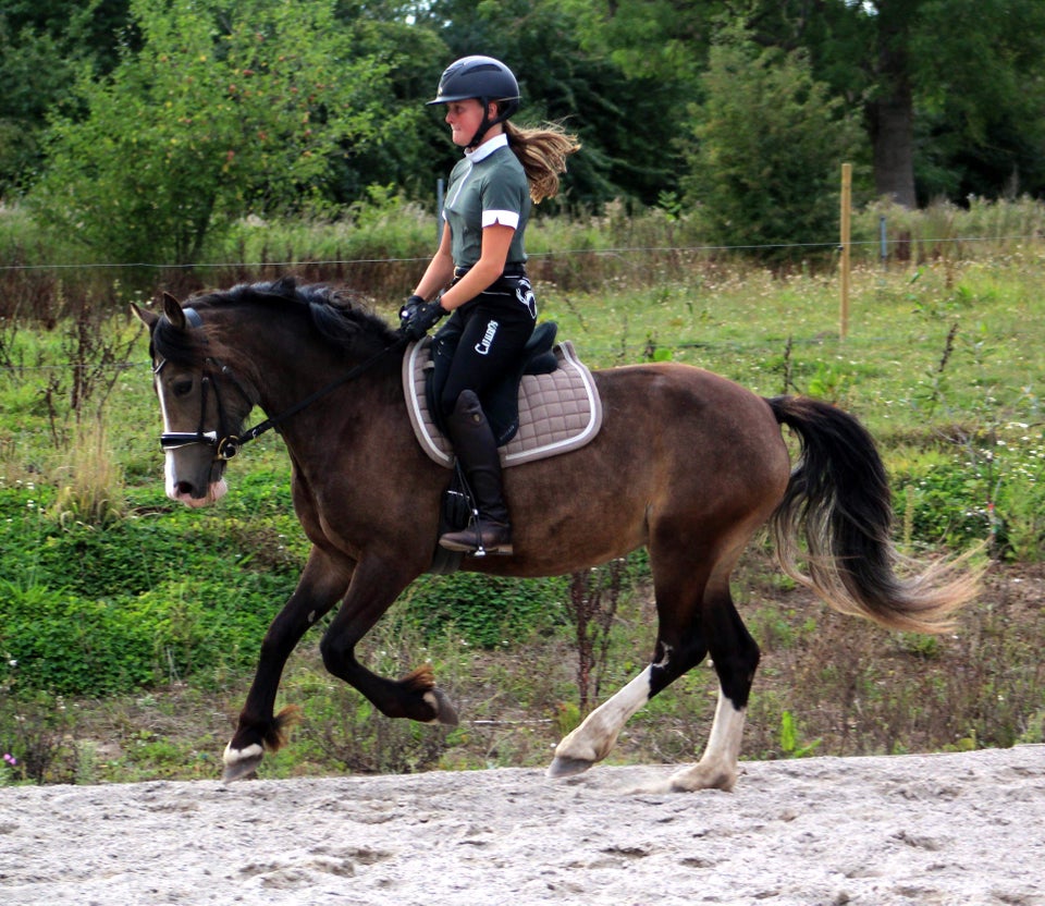 Welsh, hoppe, 7 år