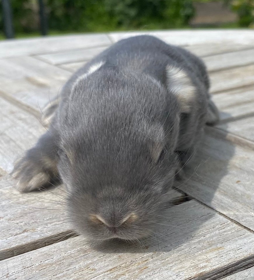 Kanin FRANSK VÆDDER HUN VILDTBLÅ