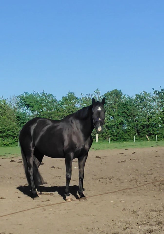 Dansk Varmblod, hoppe, 15 år