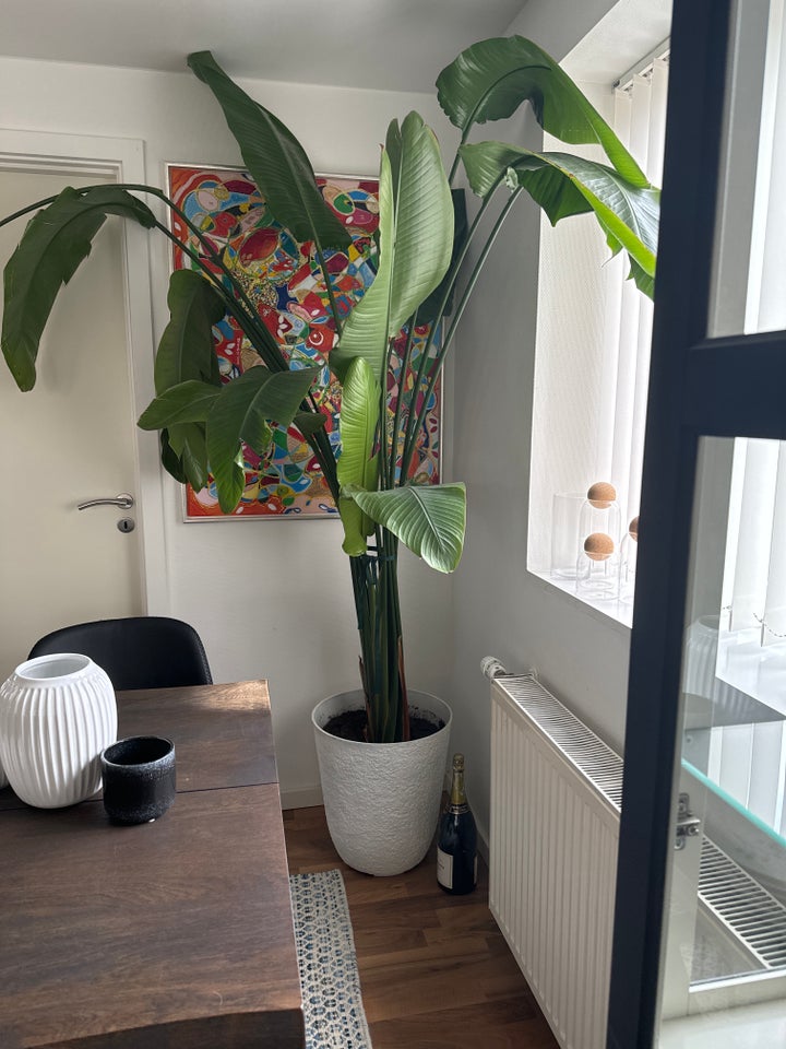 Grøn plante, Strelizia