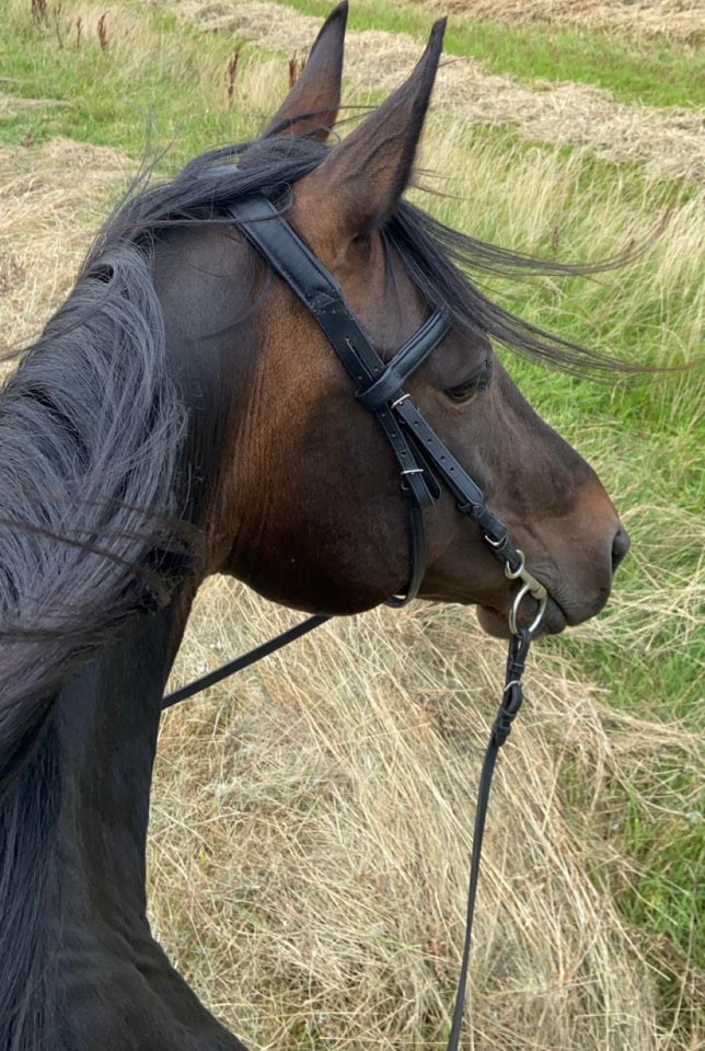 Traver, hoppe, 9 år