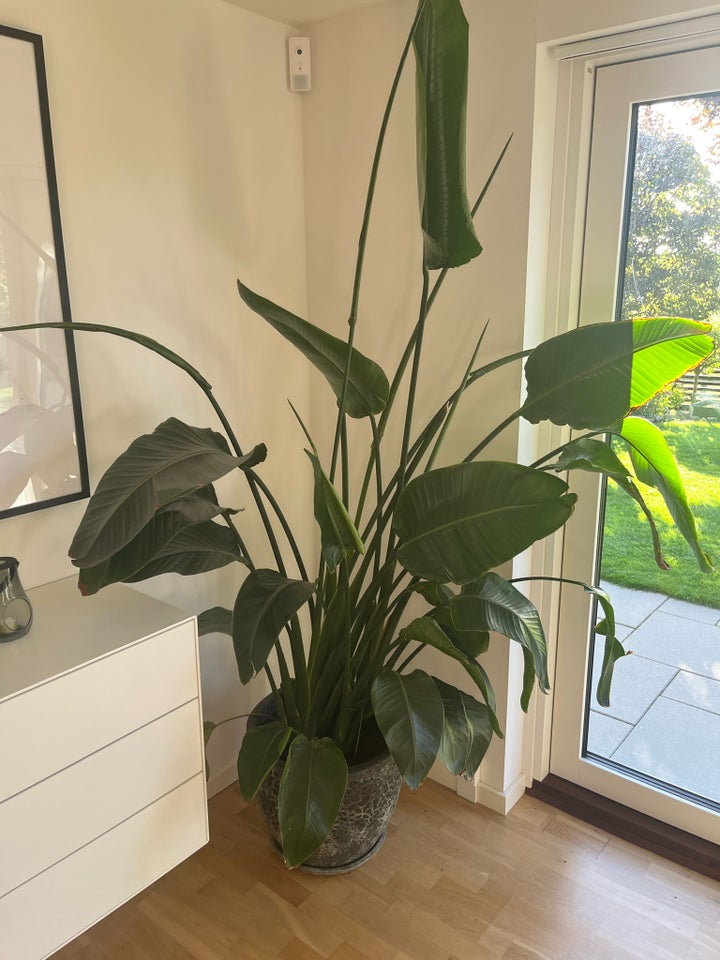 Grøn indendørs plante, Strelitzia