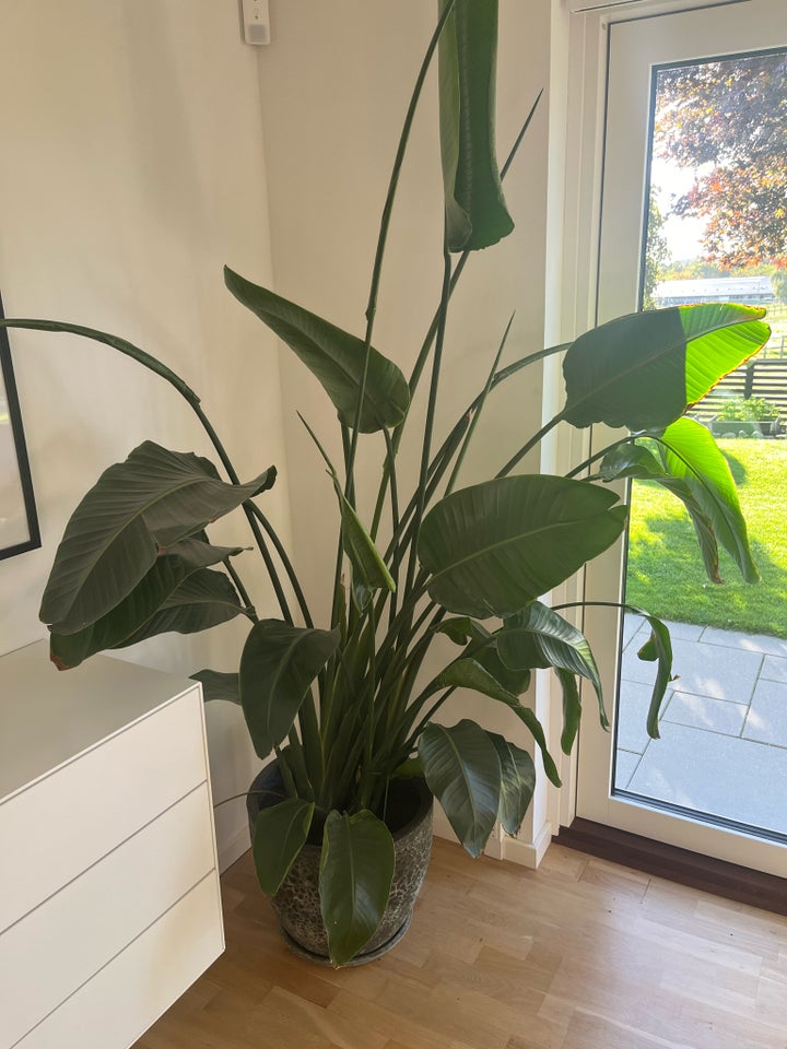 Grøn indendørs plante, Strelitzia