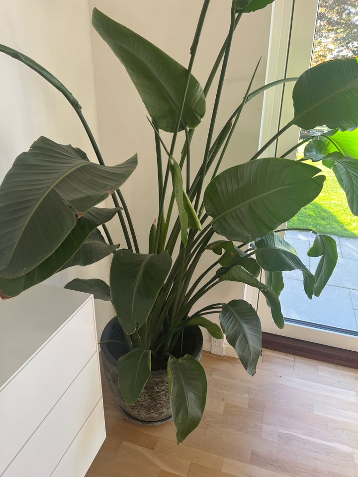 Grøn indendørs plante, Strelitzia