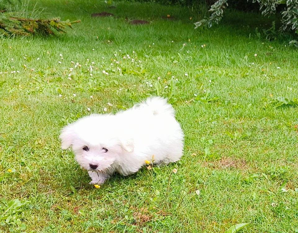 Coton de Tulear hvalpe 8 uger