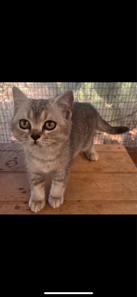 Hunkilling, British Shorthair , 4