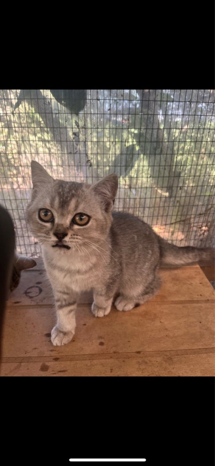 Hunkilling, British Shorthair , 4