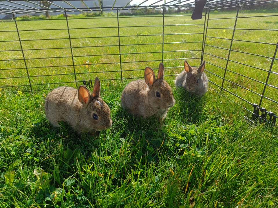 Kanin, Hermelin, 0 år