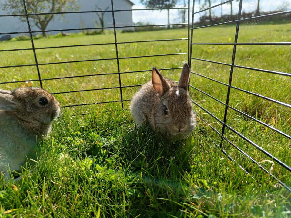 Kanin, Hermelin, 0 år