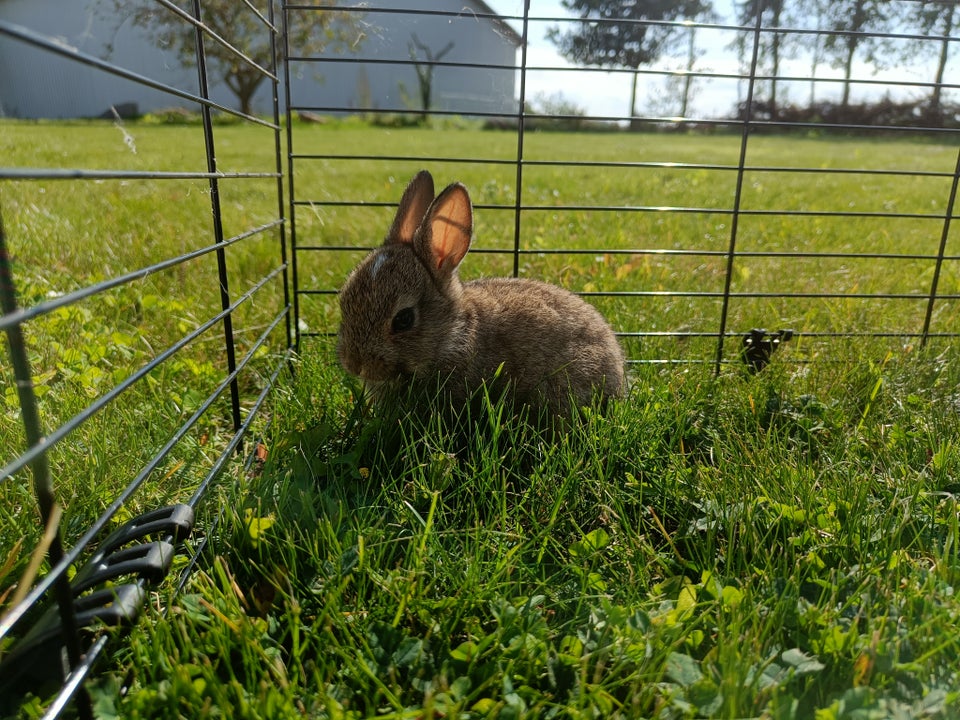 Kanin, Hermelin, 0 år