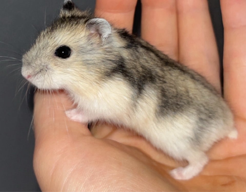 Hamster, Vinterhvid dværghamster