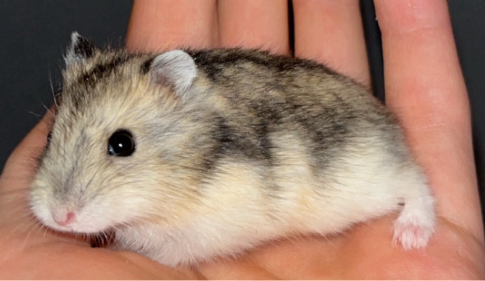 Hamster, Vinterhvid dværghamster