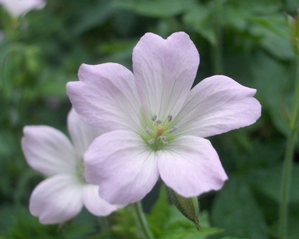 Geranium Oxonianum, Storkenæb der