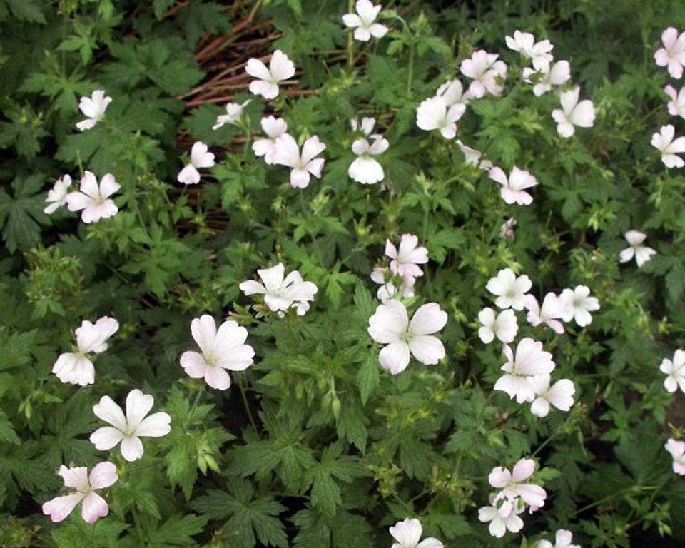 Geranium Oxonianum, Storkenæb der