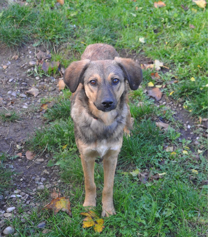 Mix, hund, 9 mdr.