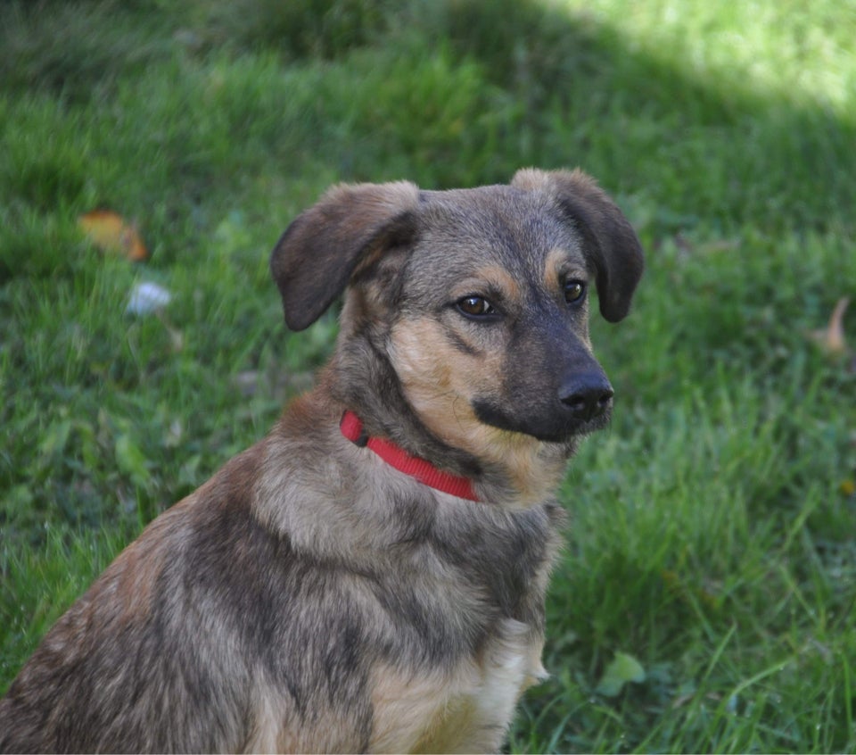 Mix, hund, 9 mdr.