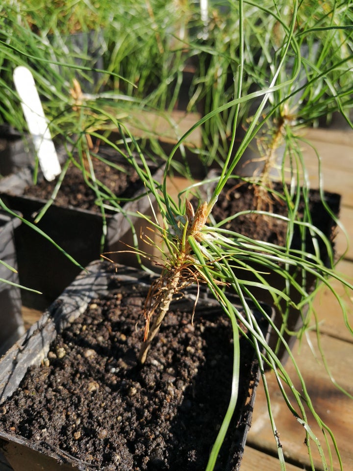 Fyrretræ, Pinus tabuliformis