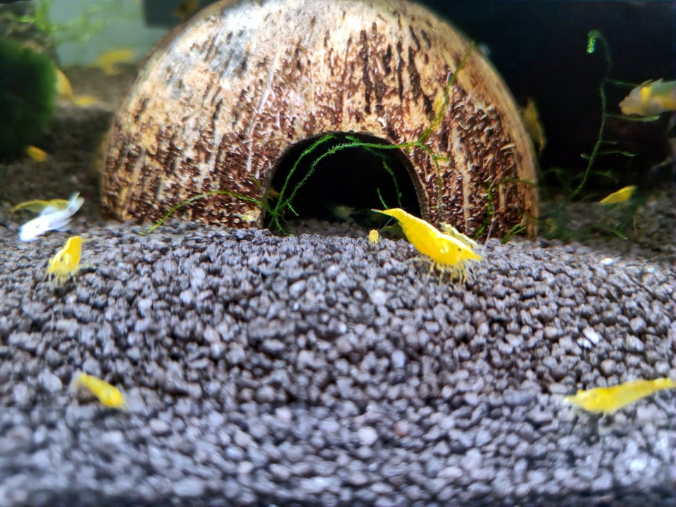 Neocaridina Davidii, Yellow Fire