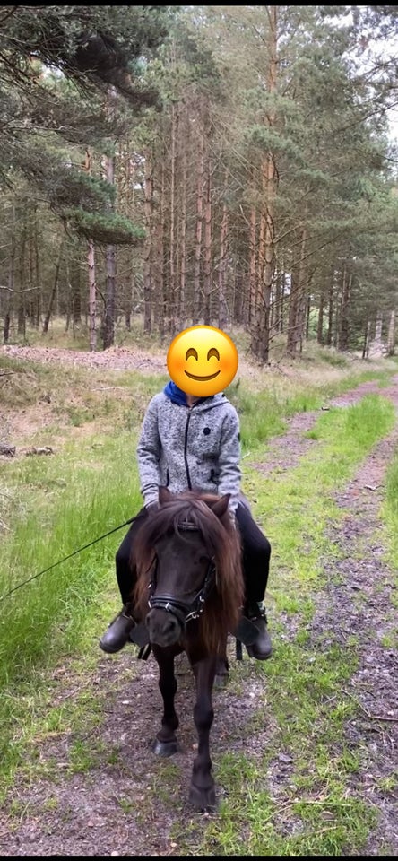 Shetlandspony hoppe 14 år