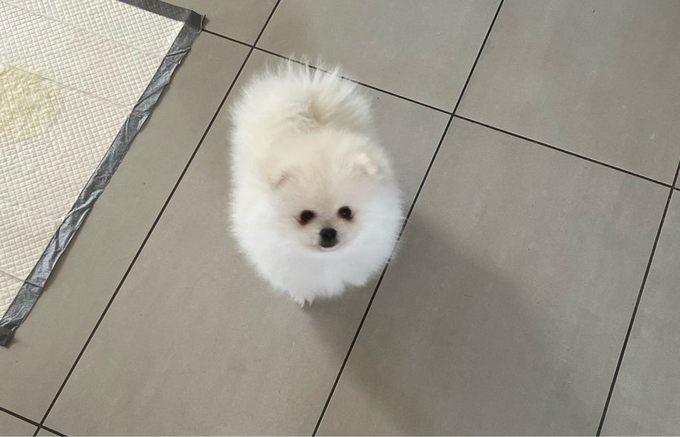 Mini Pomeranian 1 han tilba