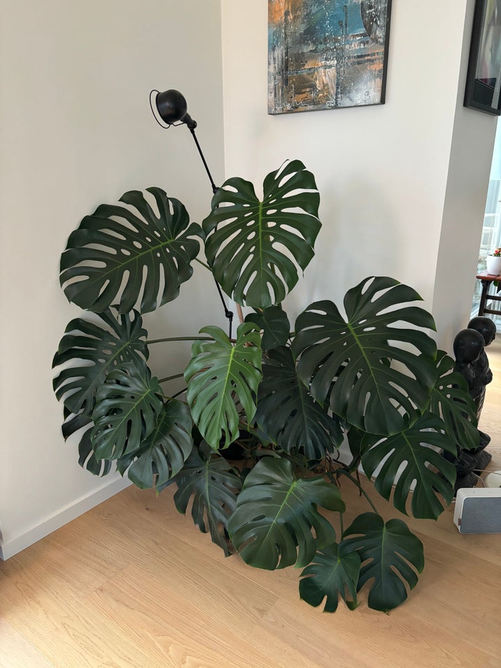 Kæmpe Monstera