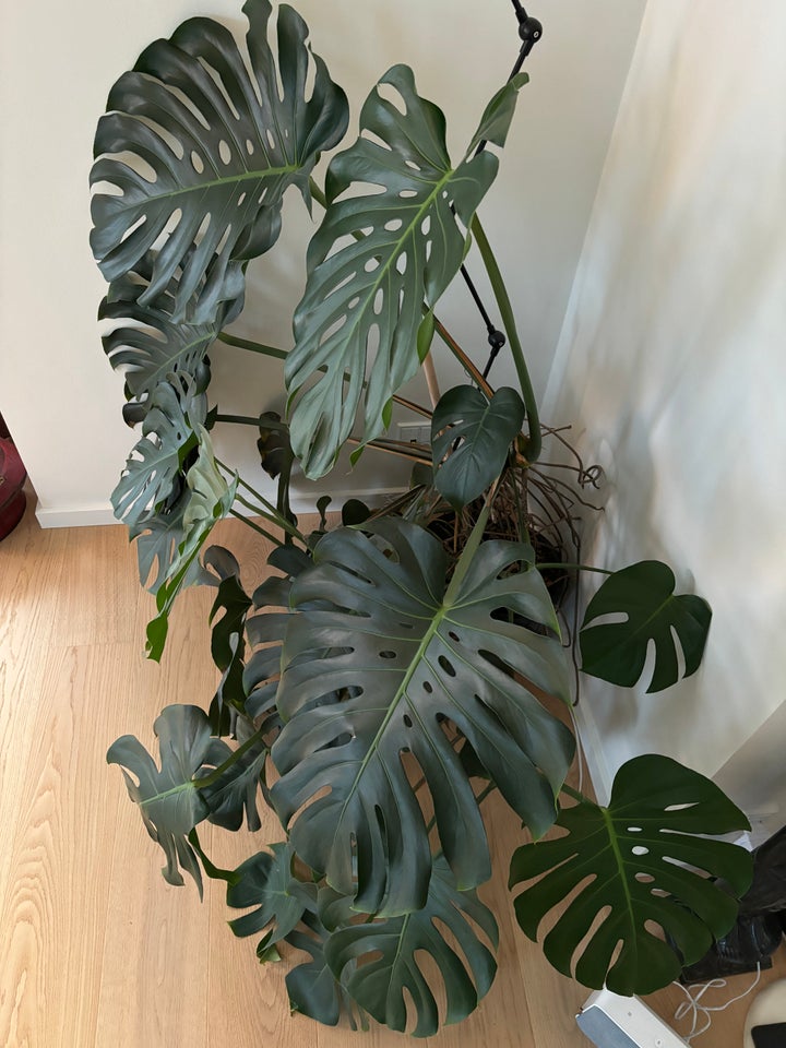 Kæmpe Monstera