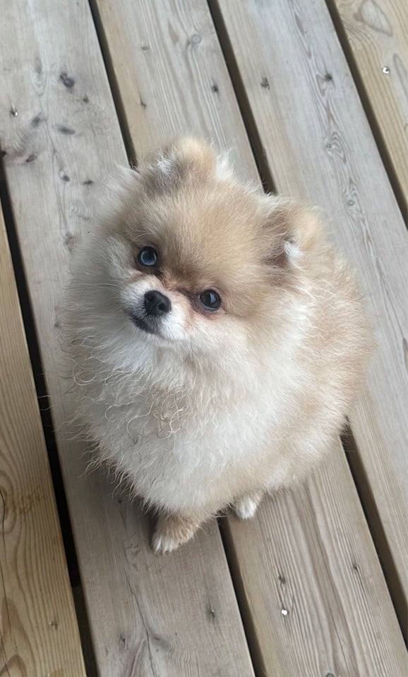 Pomeranian , hvalpe, 8 mdr.