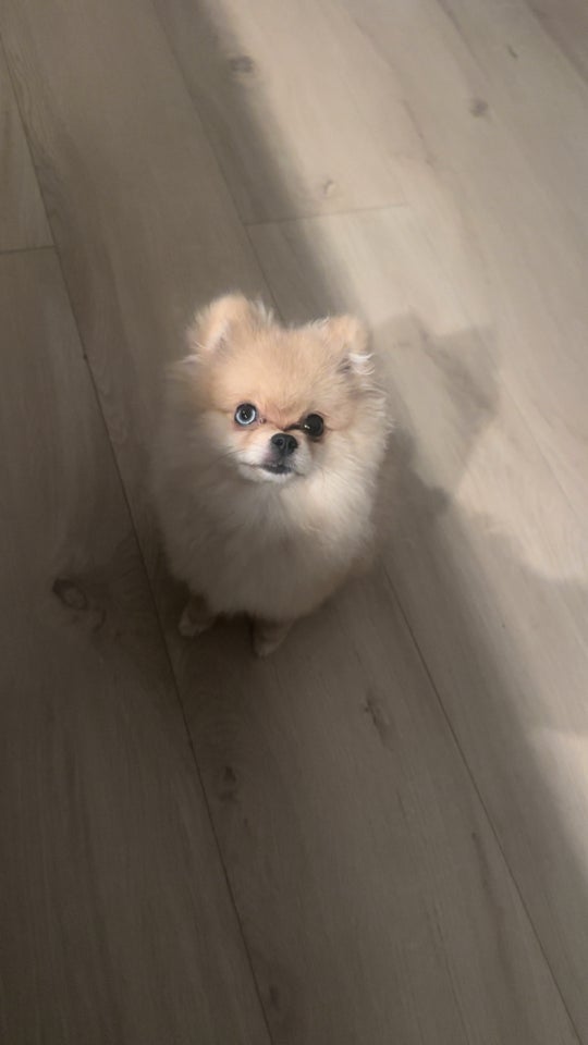 Pomeranian , hvalpe, 8 mdr.