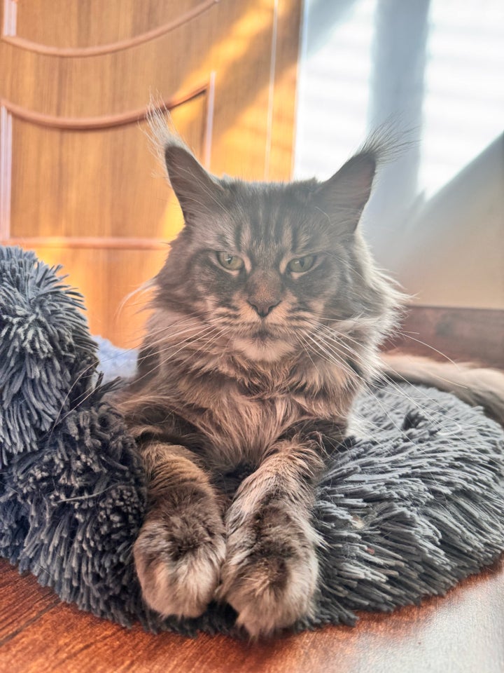 Maine Coon hunkat 3 år