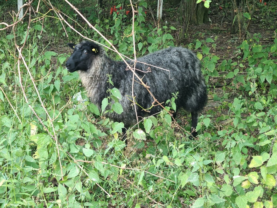 Gimmer Gotlænder/Spælsau 3 stk